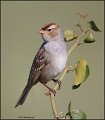 _1SB8213 field sparrow